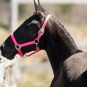 Meet your Posher, Sydney